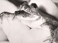 Katak Beranak Lewat Mulut yang Punah, Mau Dihidupkan Lagi