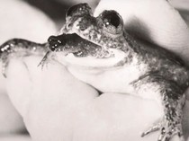 Kisah Katak Unik yang Melahirkan Lewat Mulut