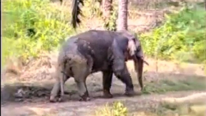 Tangkapan layar gajah borneo berukuran kecil saat melintasi kebun sawit. (dok Istimewa)