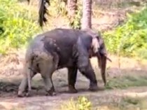 Heboh Gajah Berekor Putus Disebut di Nunukan, Ini Fakta Sebenarnya