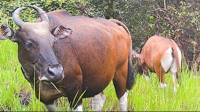 Banteng Kalimantan (Bos javanicus lowi). (Dok Taman Nasional Kayan Mentarang (TNKM))