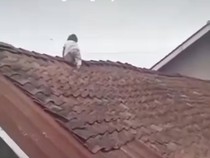 Aksi Ajaib Bocah 2 Tahun di Wonosobo Panjat Atap bak Spiderman