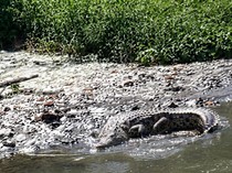 Video Buaya Besar Muncul Lagi di Sungai Sidoarjo
