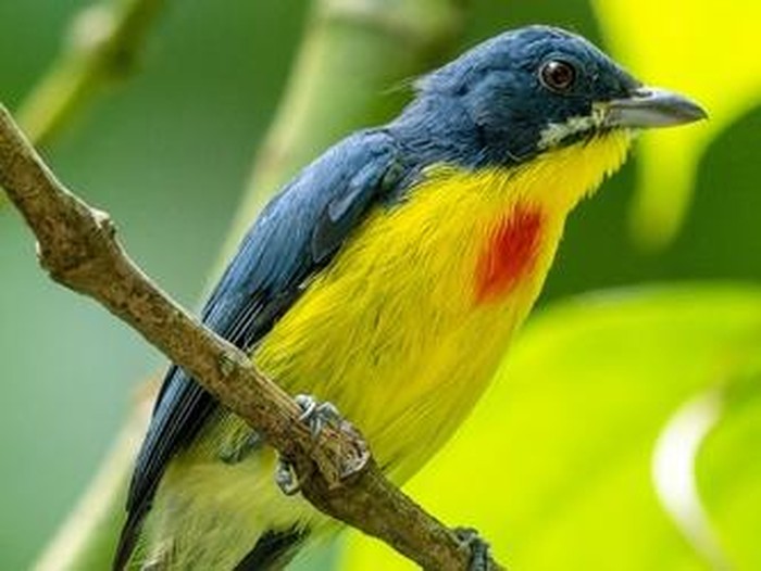 Burung pentis pelangi (Prionochilus percussus).