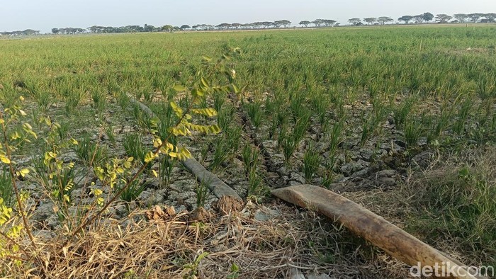 Hamparan sawah yang kering di Indramayu.