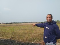 Nestapa Penggarap Lahan Tebu Majalengka, 4 Hektare Dirusak