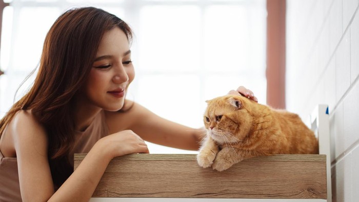 Ilustrasi Kucing