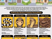 8 Ular Berbisa yang Sering Muncul di Dekat Hunian Manusia, Kenali Cirinya
