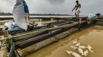 Kemarau Picu Ribuan Ikan Keramba Mati di Sungai Batanghari