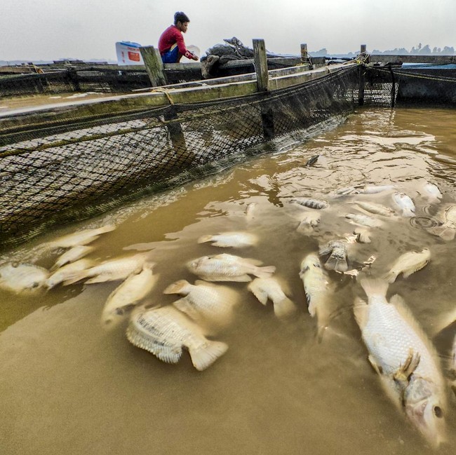 Kemarau Picu Ribuan Ikan Keramba Mati di Sungai Batanghari