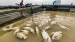 Kemarau Picu Ribuan Ikan Keramba Mati di Sungai Batanghari