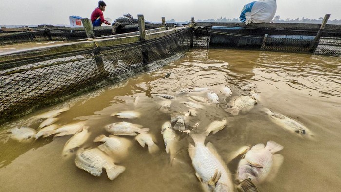 Petani memberi pakan ikan di dalam keramba apung Sungai Batanghari, Pematang Jering, Muaro Jambi, Jambi, Kamis (20/8/2026). Petani setempat mengungkapkan bahwa musim kemarau yang terjadi sejak sebulan terakhir memicu penurunan kualitas air Sungai Batanghari sehingga menyebabkan ribuan ton ikan keramba mati dan menimbulkan kerugian di kalangan petani antara Rp500 ribu sampai Rp1 juta per hari. ANTARA FOTO/Wahdi Septiawan/agr