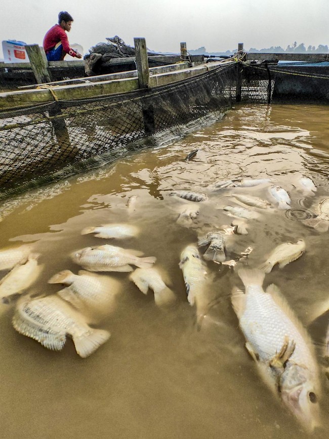 Kemarau Picu Ribuan Ikan Keramba Mati di Sungai Batanghari