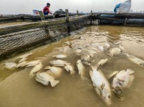 Kemarau Picu Ribuan Ikan Keramba Mati di Sungai Batanghari