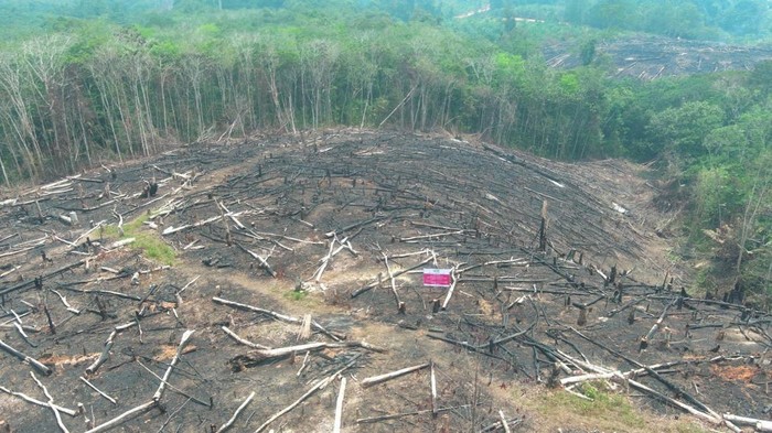 Kemenhut periksa 4 perusahaan di Kalbar menyikapi ancaman karhutla