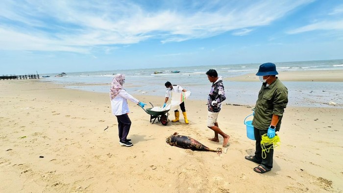 Lumba-lumba tanpa sirip punggung ditemukan mati di pesisir Balikpapan