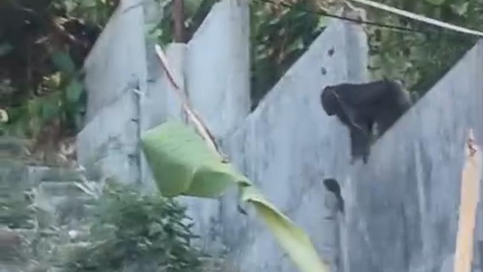 Monyet luar teror warga di Barru.
