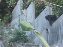 Kawanan Monyet Liar Teror Warga di Barru Diduga Kelaparan Imbas Kemarau