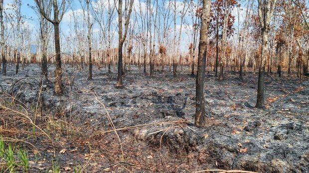 Pembukaan lahan di Kalimantan Barat.