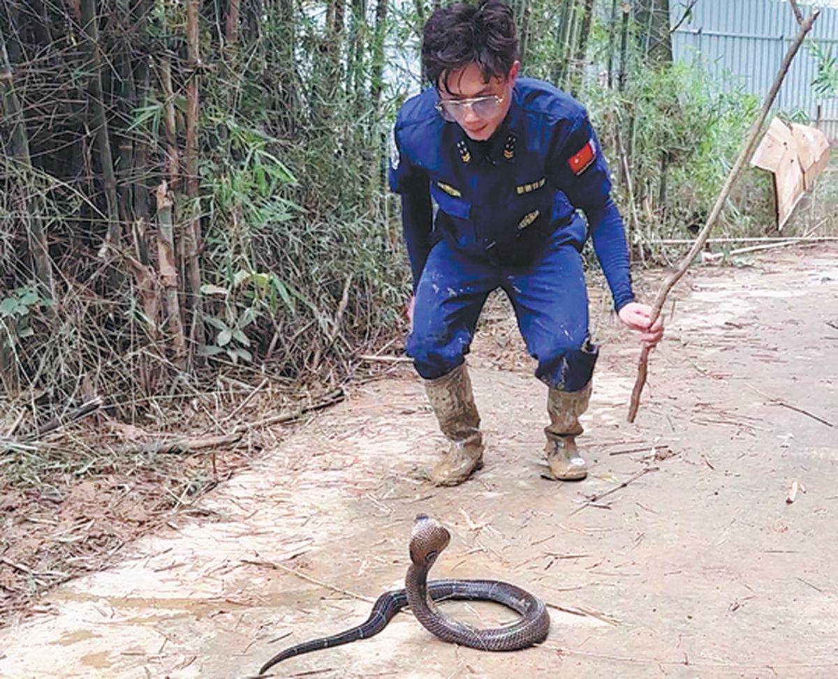 Tangkap 20 Ular Sehari Pakai Tangan Kosong, Pria Ini Jadi Pahlawan