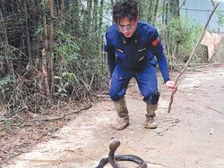 Tangkap 20 Ular Sehari Pakai Tangan Kosong, Pria Ini Jadi Pahlawan