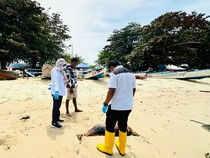 Koridor Mamalia Laut di Perairan Balikpapan Terancam Aktivitas Industri