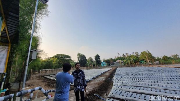 Pertanian modern yang dikembangkan Kalurahan Pleret Bantul. Pertanian modern yang dikembangkan Kalurahan Pleret Bantul.