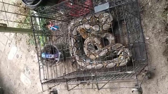 Piton masuk kebun warga Pasuruan
