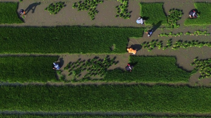 Foto udara areal persawahan saat memasuki musim tanam padi di Kalukku, Mamuju, Sulawesi Barat, Kamis (20/8/2026). Kementerian Pertanian mencatat program cetak sawah di Sulawesi Barat pada 2026 sebesar 868 hektare lahan telah dipastikan siap dikerjaka