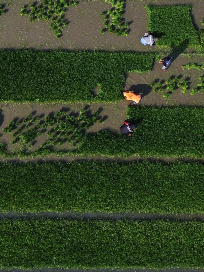 Hamparan Sawah Baru di Sulawesi Barat Mulai Digarap