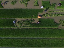 Hamparan Sawah Baru di Sulawesi Barat Mulai Digarap