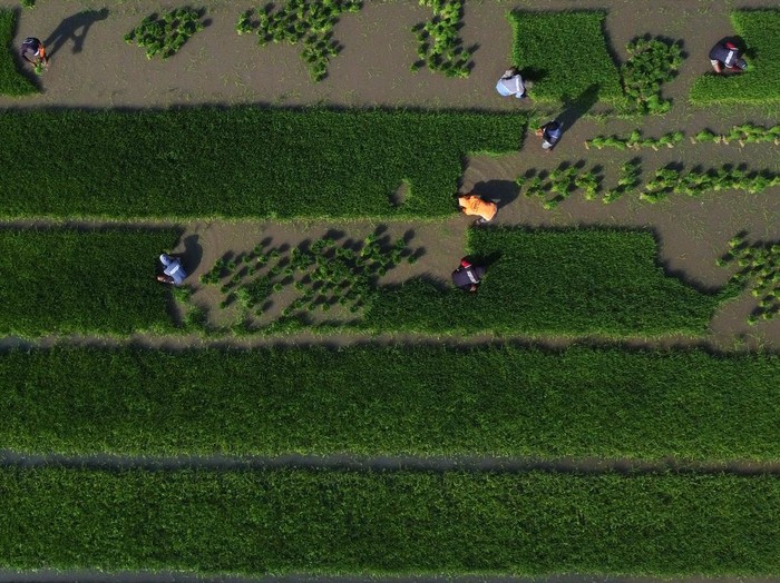 Foto udara areal persawahan saat memasuki musim tanam padi di Kalukku, Mamuju, Sulawesi Barat, Kamis (20/8/2026). Kementerian Pertanian mencatat program cetak sawah di Sulawesi Barat pada 2026 sebesar 868 hektare lahan telah dipastikan siap dikerjakan dan ditargetkan mampu menghasilkan produksi padi hingga 10 ton per hektare serta rampung pada November 2026 mendatang. ANTARA FOTO/Akbar Tado/agr