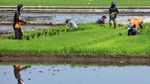 Hamparan Sawah Baru di Sulawesi Barat Mulai Digarap