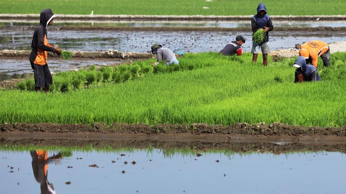 Foto udara areal persawahan saat memasuki musim tanam padi di Kalukku, Mamuju, Sulawesi Barat, Kamis (20/8/2026). Kementerian Pertanian mencatat program cetak sawah di Sulawesi Barat pada 2026 sebesar 868 hektare lahan telah dipastikan siap dikerjakan dan ditargetkan mampu menghasilkan produksi padi hingga 10 ton per hektare serta rampung pada November 2026 mendatang. ANTARA FOTO/Akbar Tado/agr