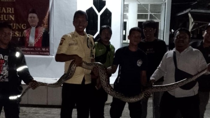 Seekor ular piton berukuran 3 meter berkeliaran di kantor sementara Pengadilan Negeri (PN) Kota Palopo, Sulawesi Selatan (Sulsel).