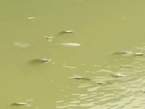 Viral Ikan-ikan Mabuk di Cisadane, Begini Penjelasan DLH Kota Tangerang