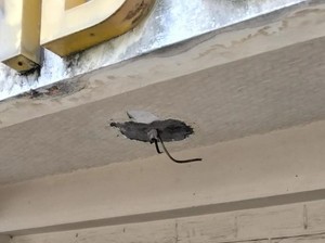 Kantor PWI Sumut 3 Kali Dibobol Maling, Polrestabes Didesak Tangkap Pelaku