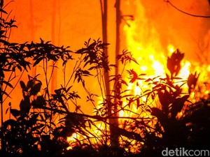 Kebakaran Hutan Disebabkan oleh Manusia atau Alam?