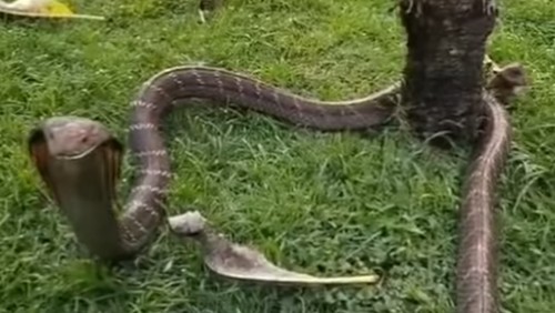 King kobra betina masuk ke kawasan villa milik warga di Desa Lalanglinggah, Kecamatan Selemadeg Barat, Tabanan pada Kamis (20/8/2026). (Tangkapan layar video viral @denpasar.viral)