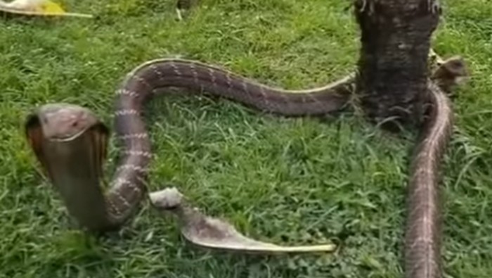 King kobra betina masuk ke kawasan villa milik warga di Desa Lalanglinggah, Kecamatan Selemadeg Barat, Tabanan pada Kamis (20/8/2026). (Tangkapan layar video viral @denpasar.viral)