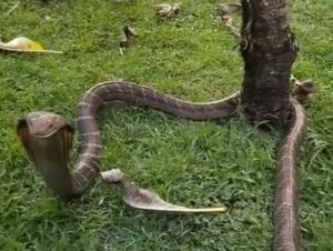 King Cobra 2,2 Meter Masuk Vila di Tabanan, Diduga Cari Mangsa