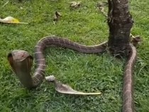 King Kobra Betina Gegerkan Penghuni Vila di Tabanan