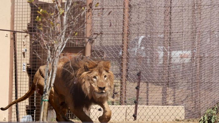 A lion, one of 15 rescued lions and tigers from the former Lujan Zoo in Argentina, is released into its new enclosure by international animal welfare organization Four Paws at the Lionsrock Big Cat Sanctuary in Bethlehem, Free State province, South Africa, August 20, 2026. The transfer, part of one of the world's largest captive big cat relocation operations, will provide the animals with permanent homes after years in captivity following the zoo's closure over animal welfare concerns. REUTERS/Siphiwe Sibeko