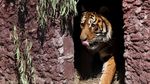 Pelepasan Singa dan Harimau dari Kebun Binatang Lujan ke Alam Liar