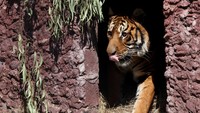 Terdapat total 15 singa dan harimau yang dilepas dari Kebun Binatang Lujan, Argentina. REUTERS/Siphiwe Sibeko