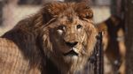 Pelepasan Singa dan Harimau dari Kebun Binatang Lujan ke Alam Liar