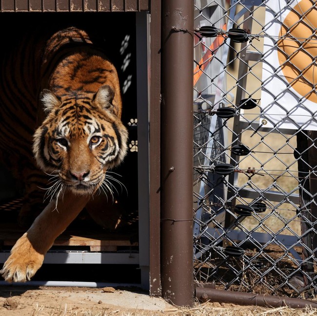 Pelepasan Singa dan Harimau dari Kebun Binatang Lujan ke Alam Liar