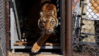 Pelepasan Singa dan Harimau dari Kebun Binatang Lujan ke Alam Liar