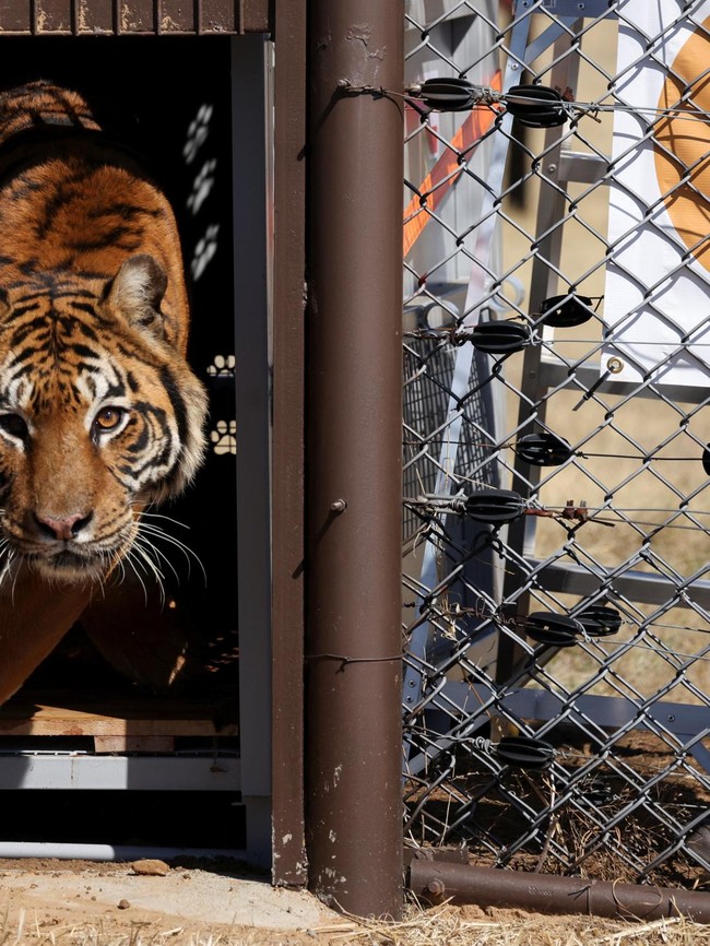 Pelepasan Singa dan Harimau dari Kebun Binatang Lujan ke Alam Liar