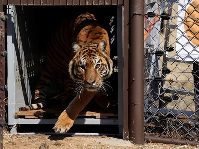 A lion, one of 15 rescued lions and tigers from the former Lujan Zoo in Argentina, is released into its new enclosure by international animal welfare organization Four Paws at the Lionsrock Big Cat Sanctuary in Bethlehem, Free State province, South A